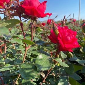 Meet your Posher, Kimberly sue